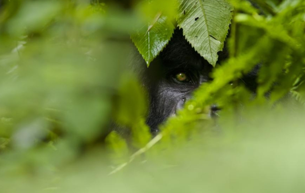 Endangered