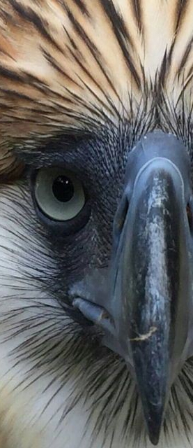 Eye of Eagle
