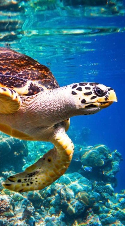 Turtle